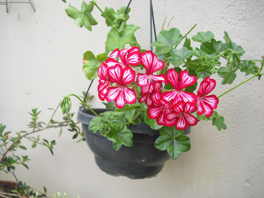 gerânio pendente lilás