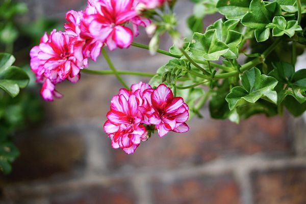 cuidados com gerânio pendente