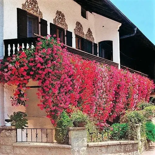 gerânio pendente em vaso