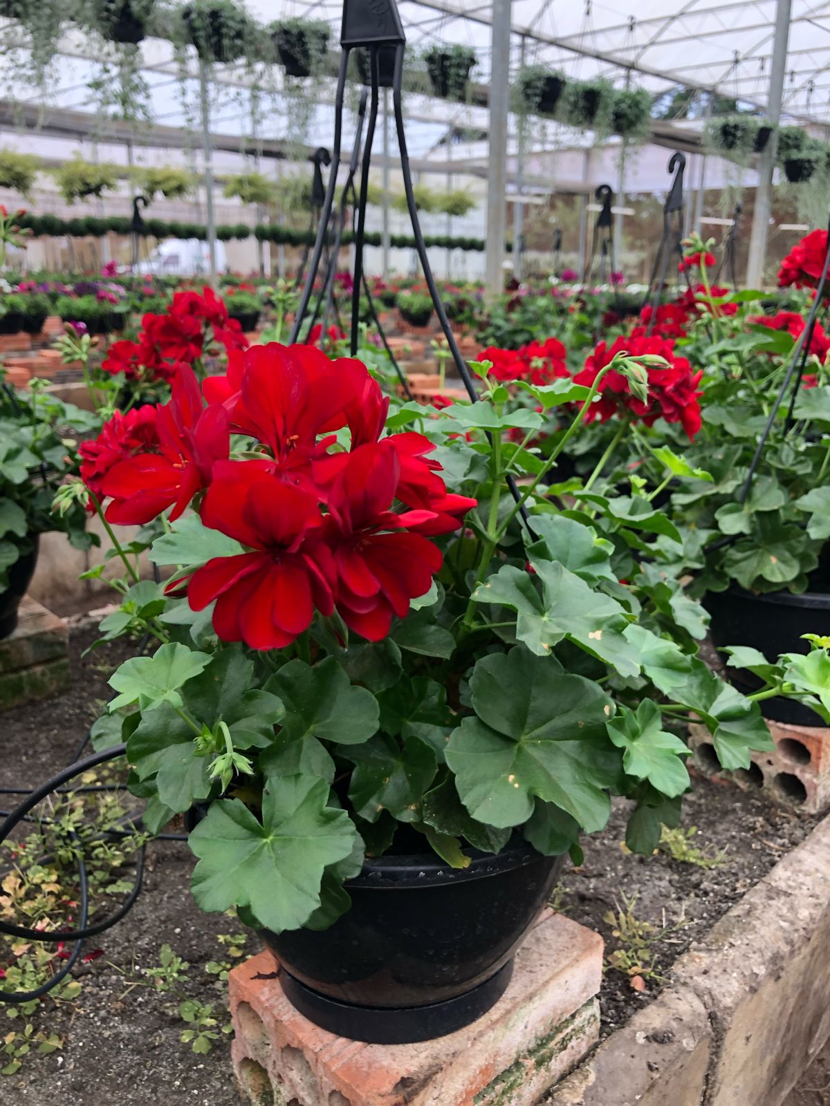 adubo para gerânio pendente