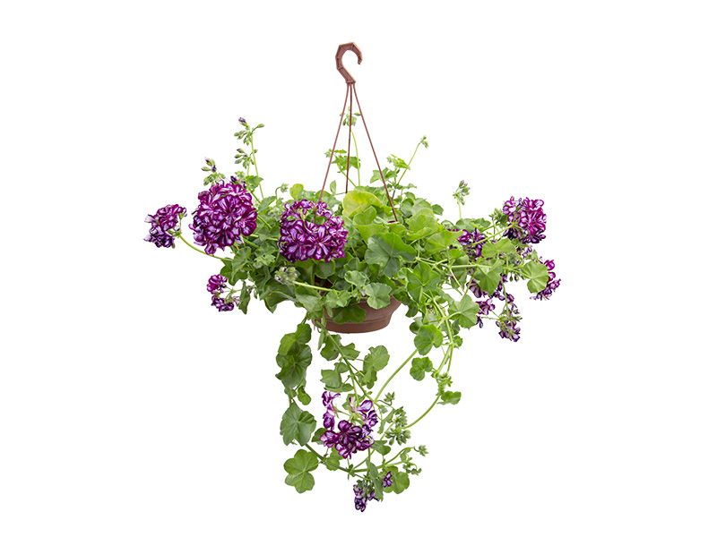 poda de gerânio pendente