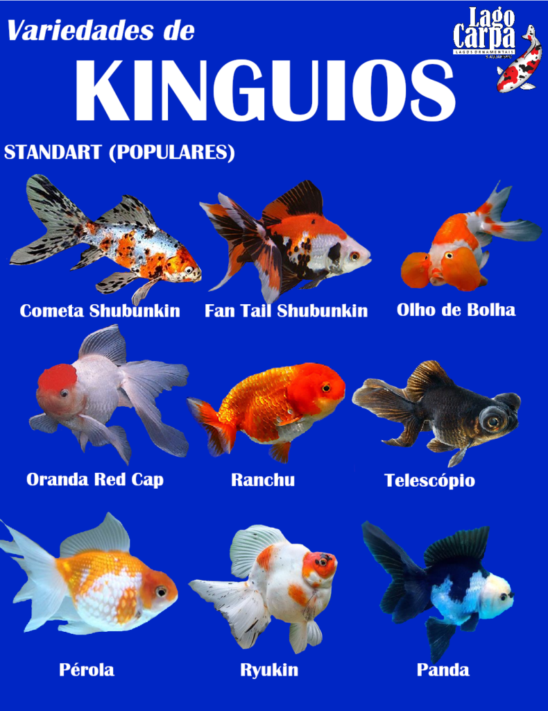 Kinguio Cometa