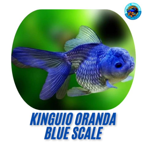 Kinguio Cometa