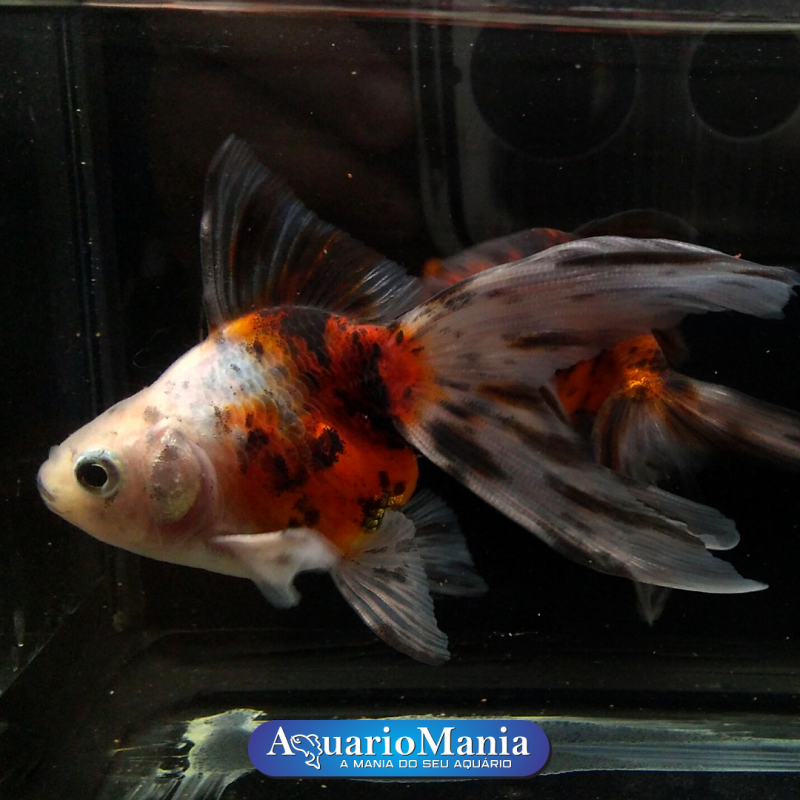 Kinguio Oranda
