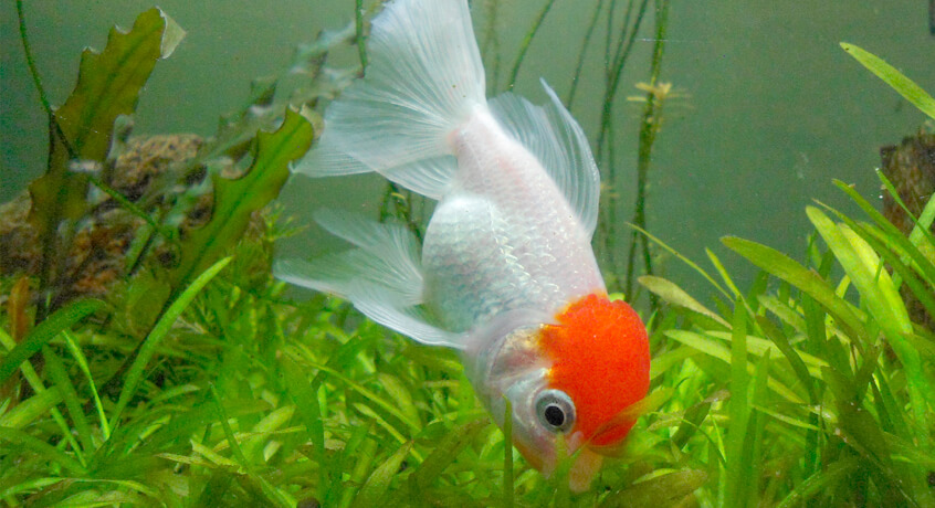Kinguio Ranchu