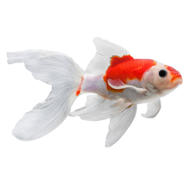Kinguio Oranda