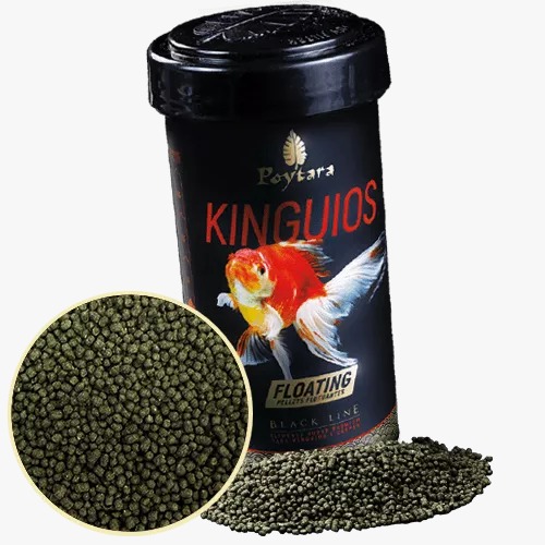 Kinguio Oranda