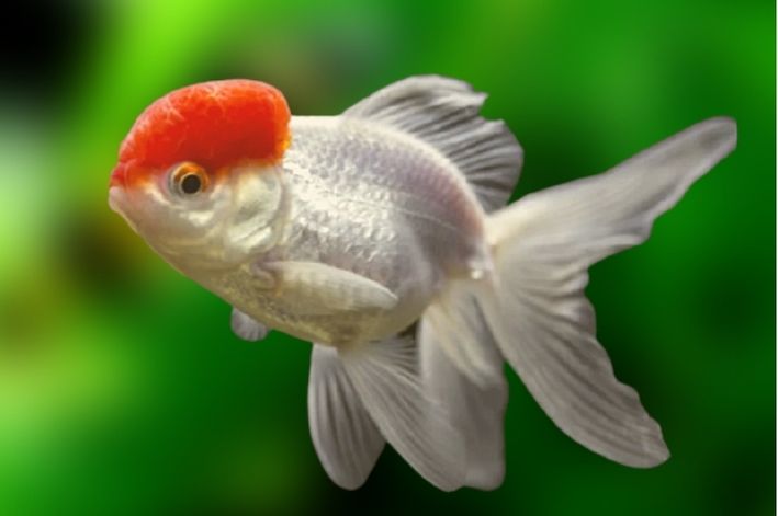 Kinguio Ranchu