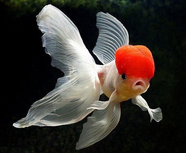 Kinguio Oranda
