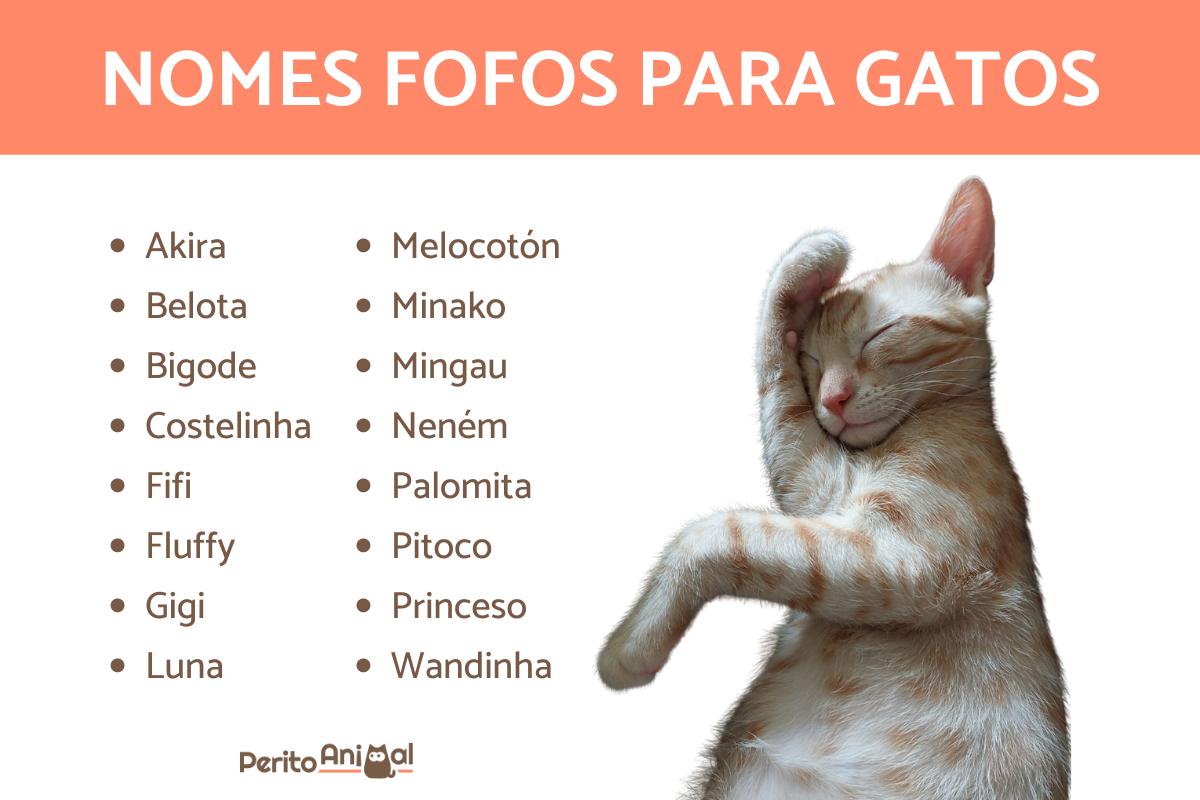 nomes para filhotes de gato fêmea