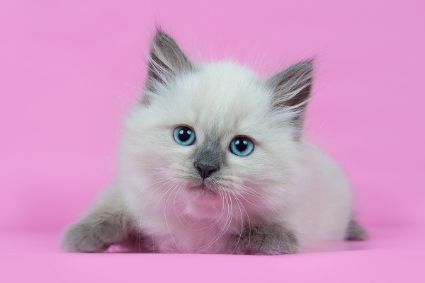 nomes de gatas chiques