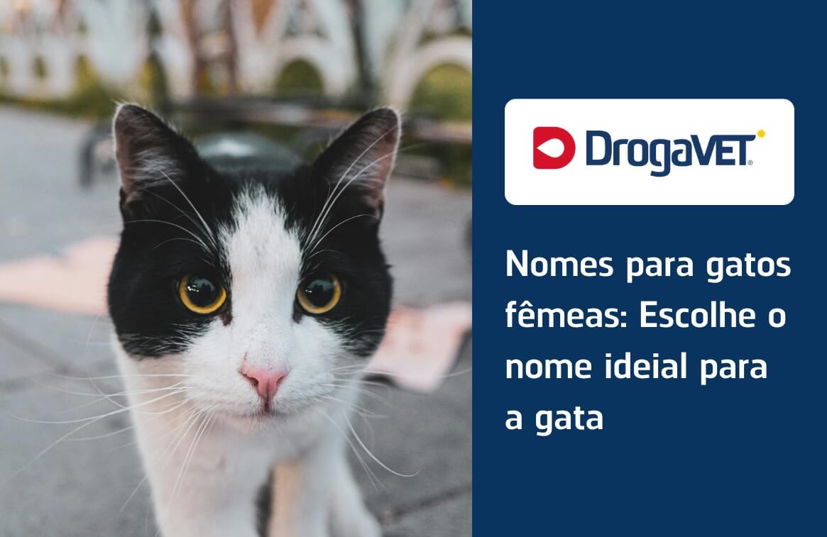 nomes de gatas fofos