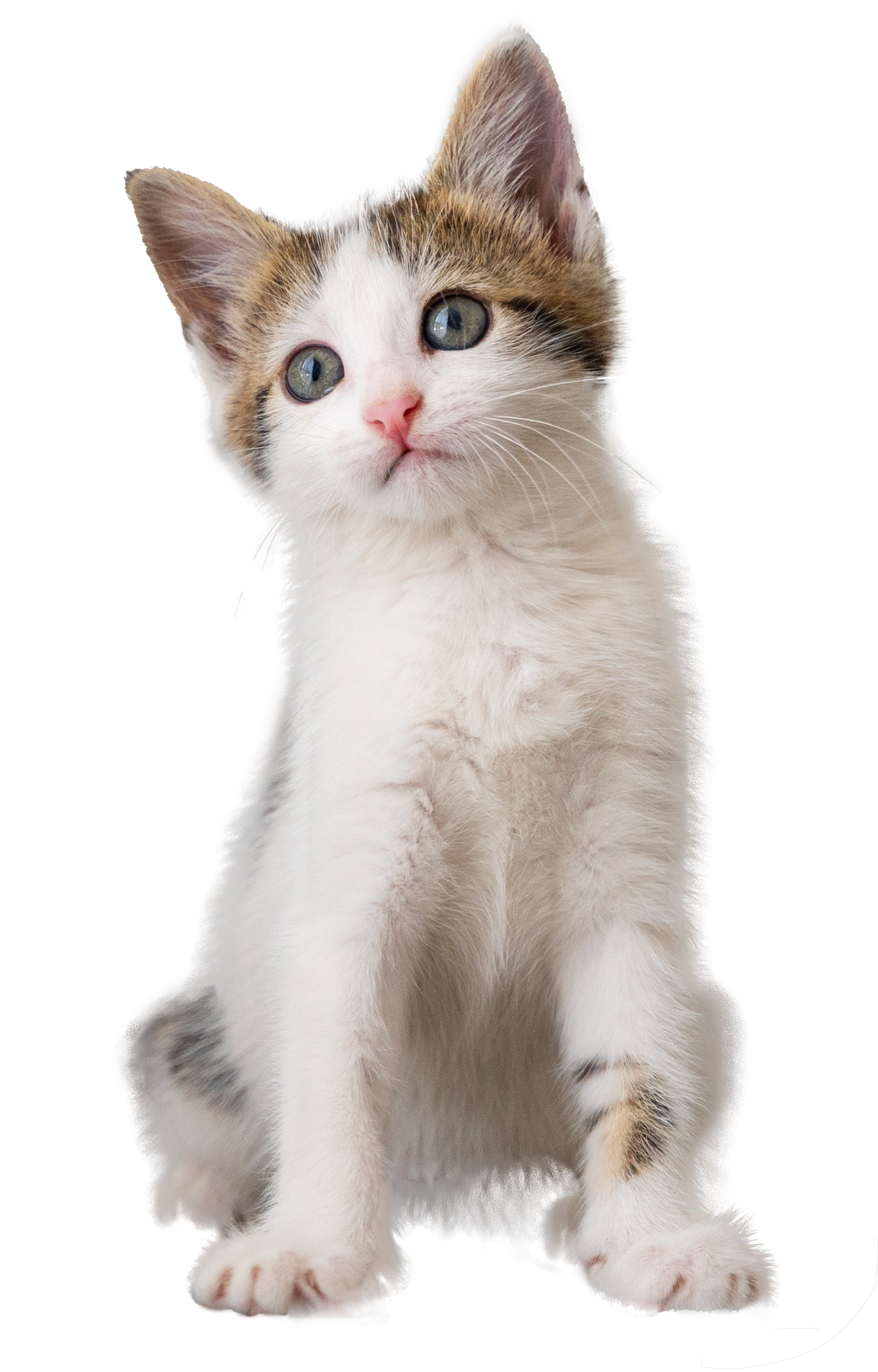 nomes de gatas brancas