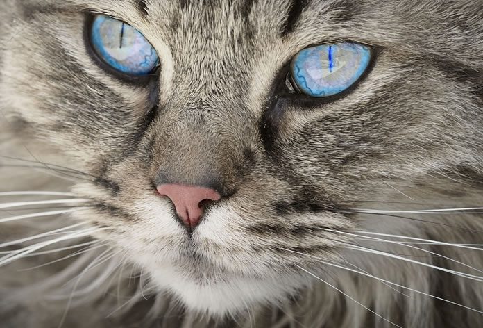 nomes de gatas laranjas