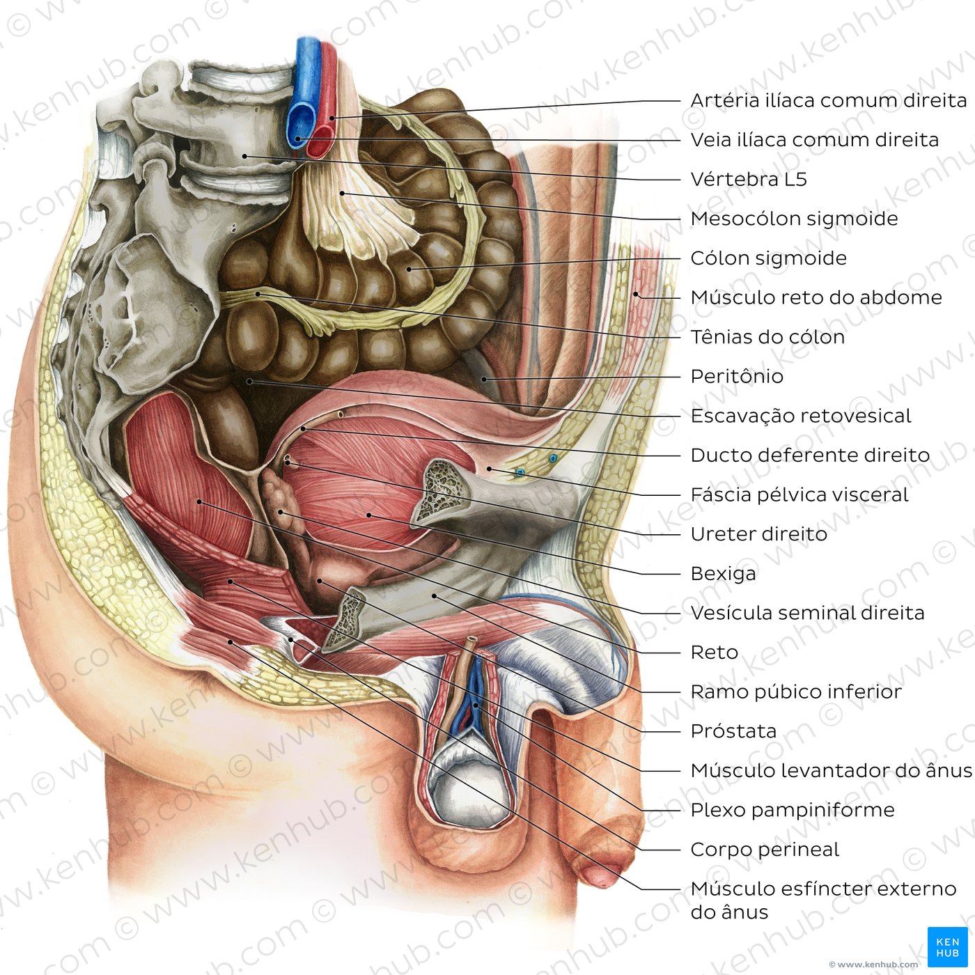 principais órgãos abdominais