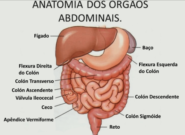 anatomia do abdômen humano