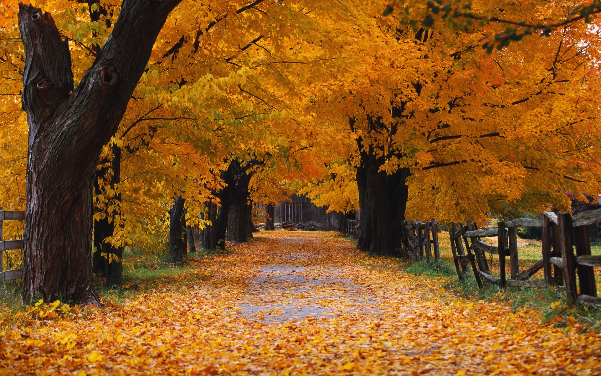 papel de parede outono cores