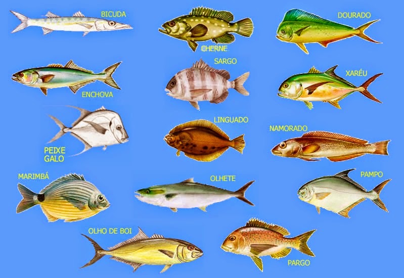 peixes de água salgada nomes