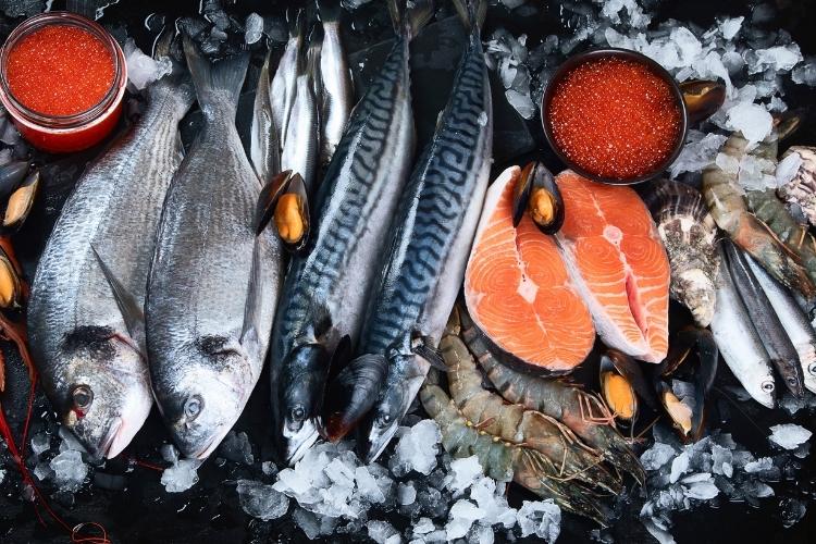 identificação de peixes do mar