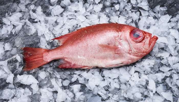 grandes peixes do oceano