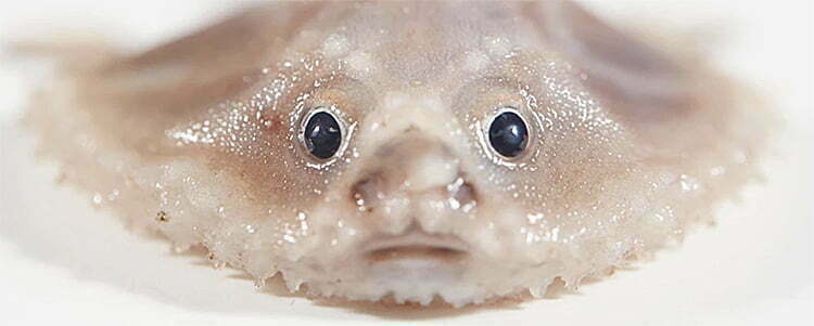 peixes para consumo marinhos