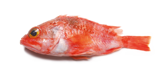 características de peixes do mar