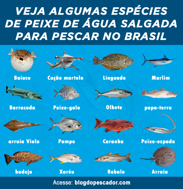peixes marinhos brasileiros