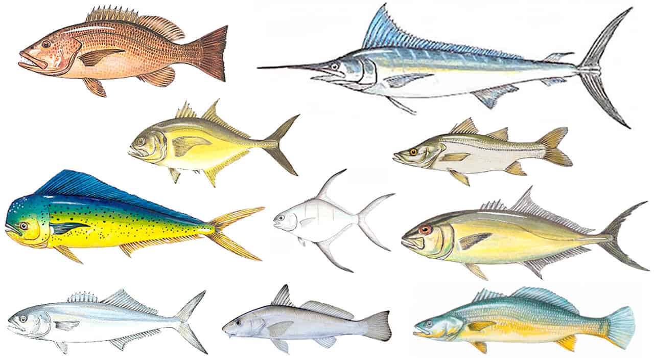 identificação de peixes do mar