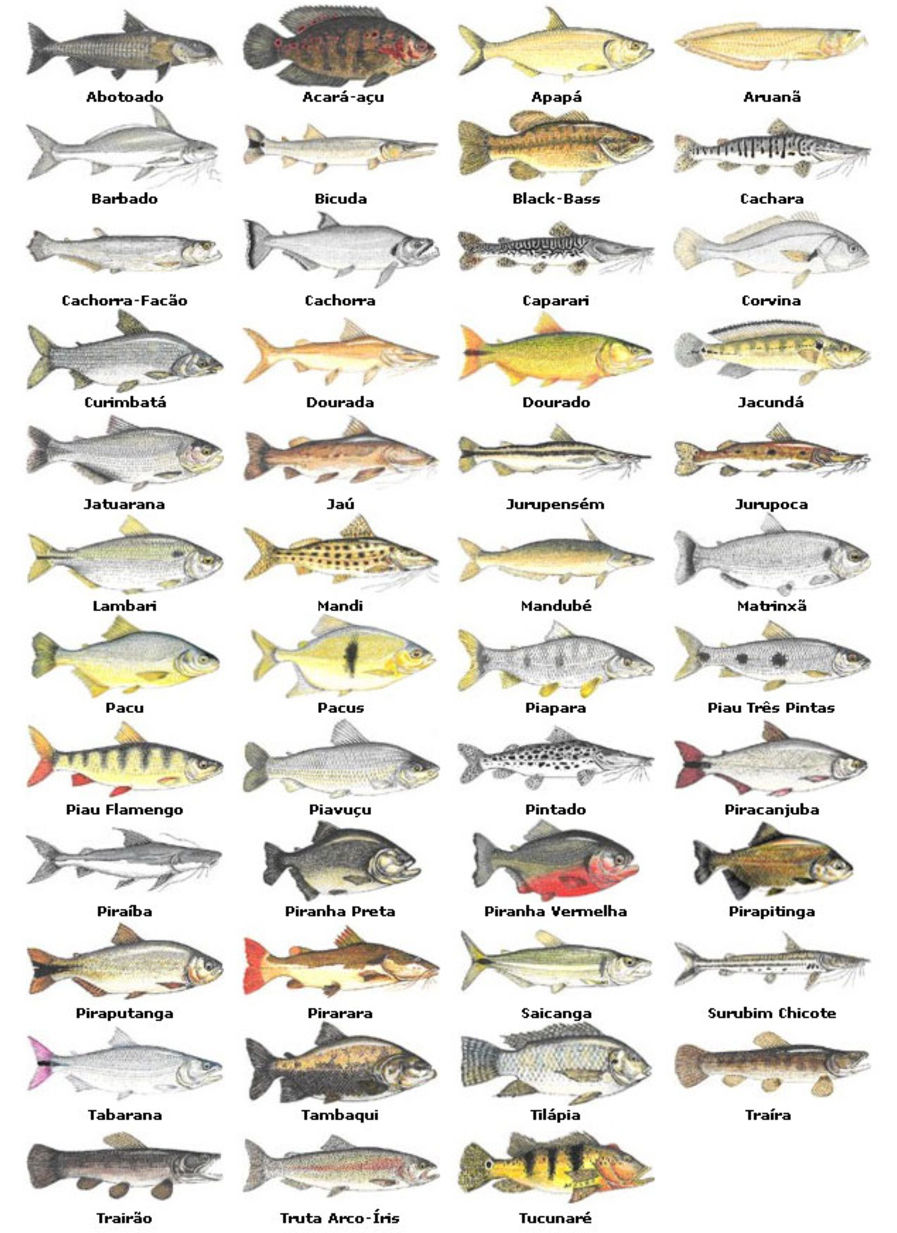 peixes de recife nomes