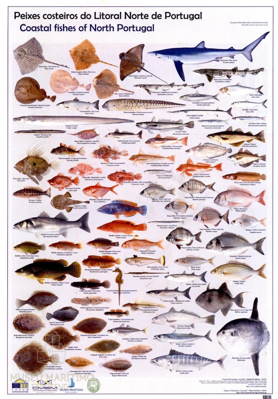 peixes para consumo marinhos