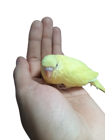pequenos lábios