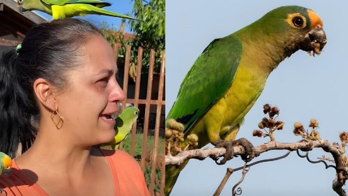 pássaro periquito