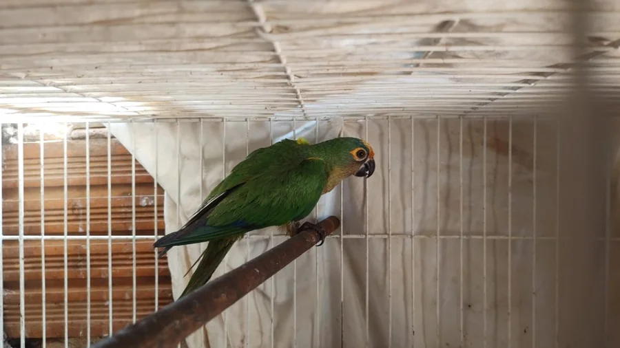 genitália feminina