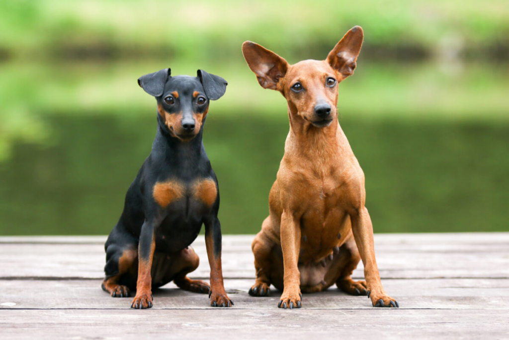 tamanho pinscher 2