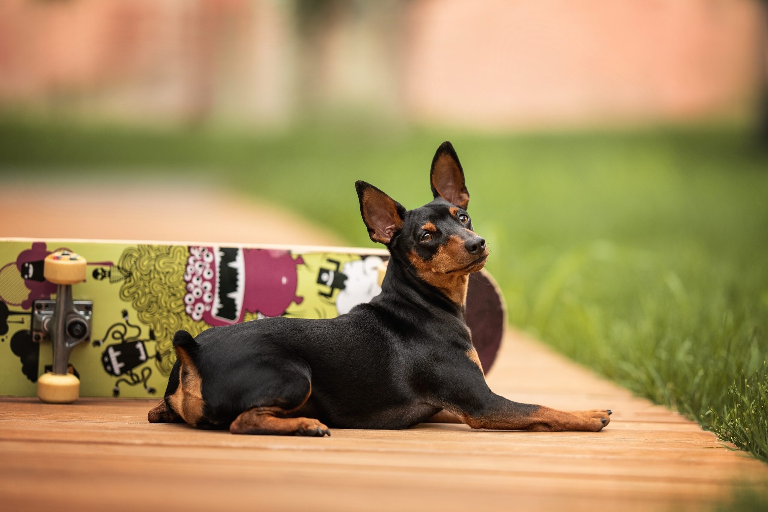 peso pinscher 2