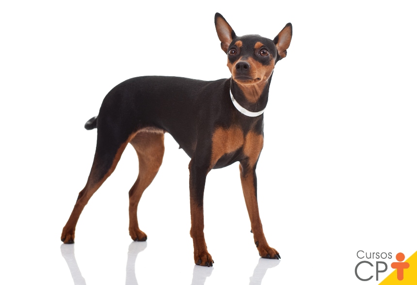 pinscher 2 vs pinscher 3