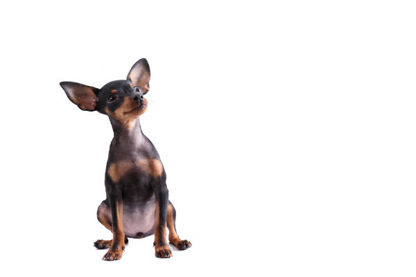 pinscher miniatura tamanho
