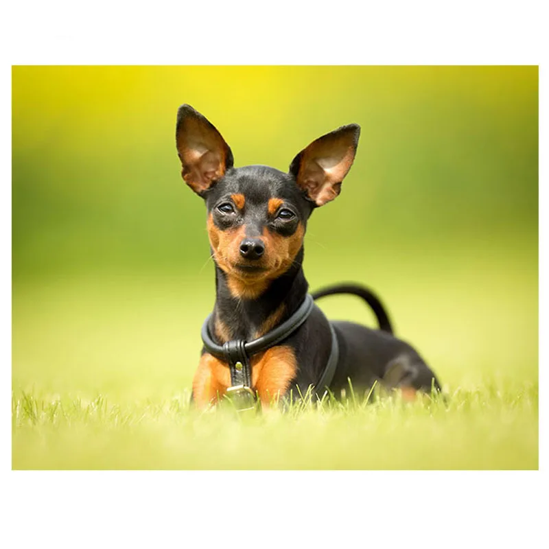 pinscher tamanho oficial
