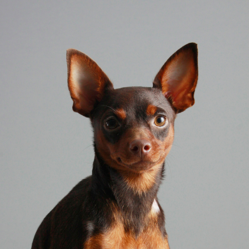 pinscher 2 vs pinscher 1
