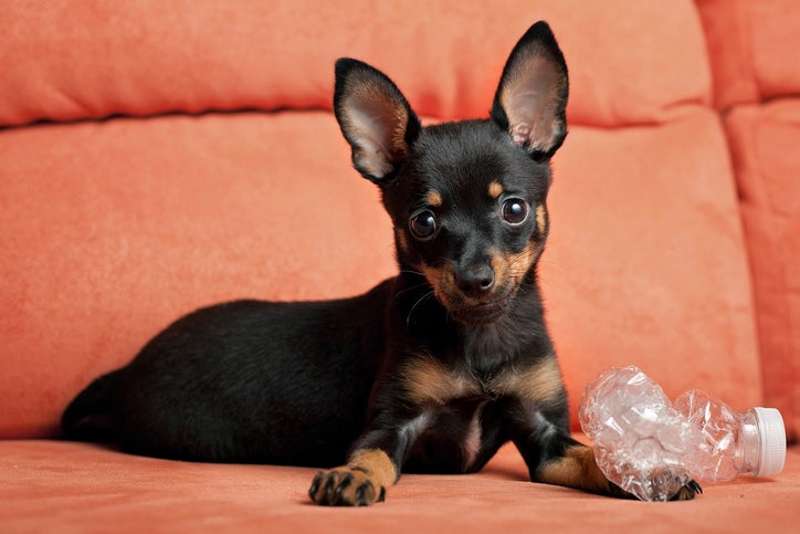 peso pinscher 2