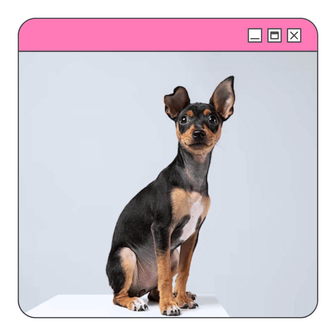 características pinscher 2