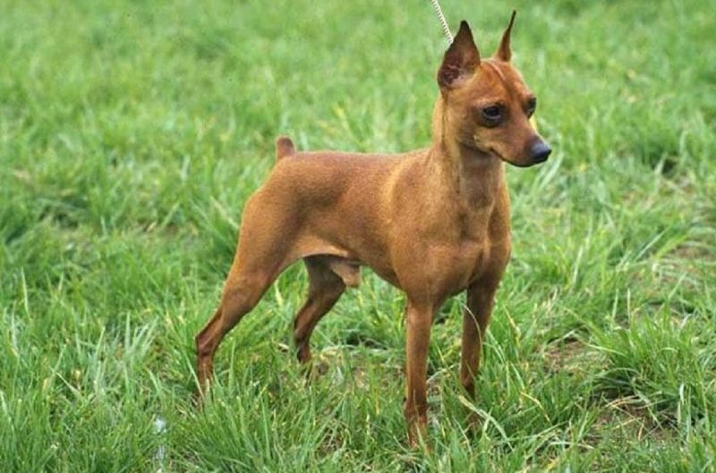 pinscher 2 vs pinscher 1