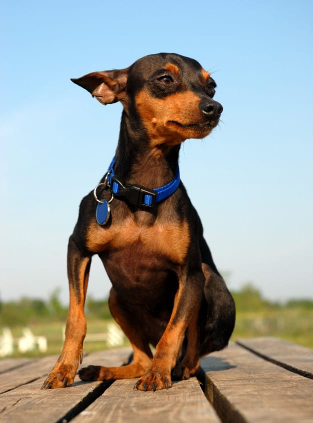 pinscher 2 vs pinscher 3