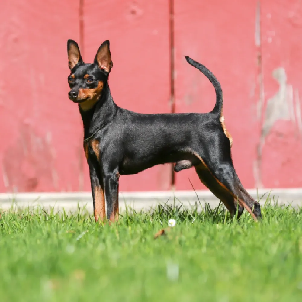 características pinscher 2