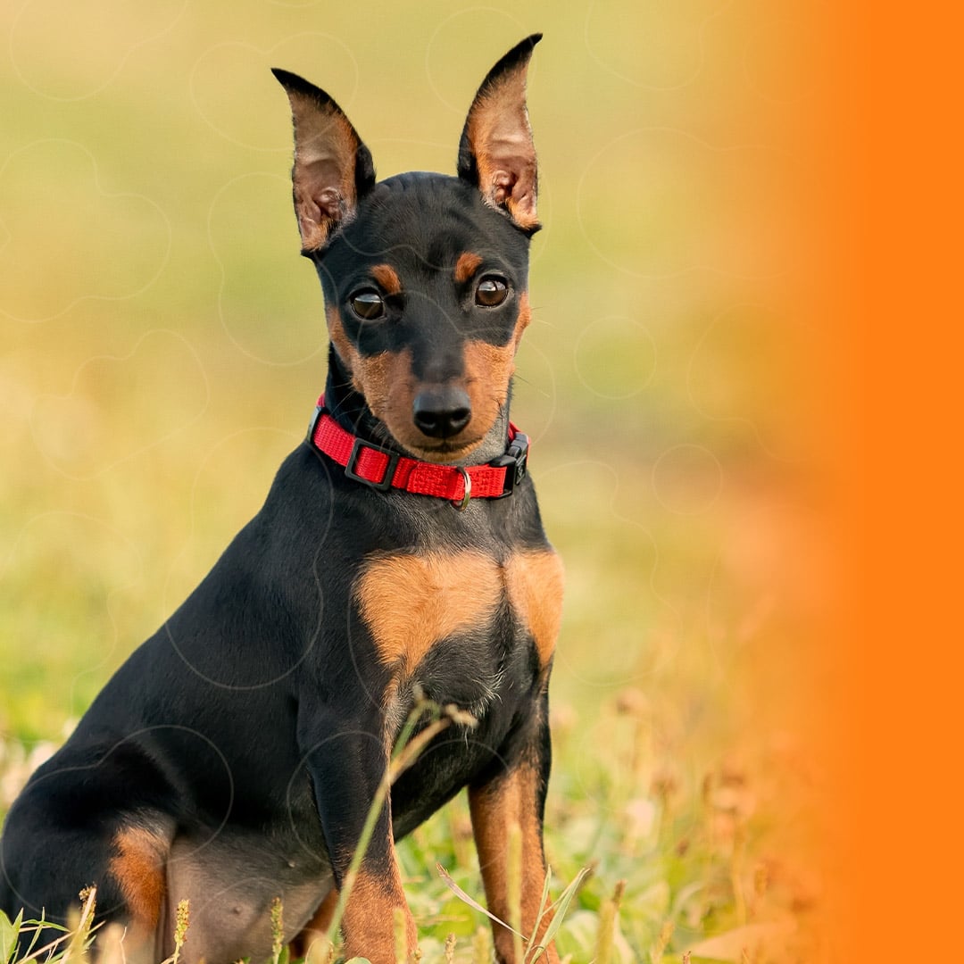 pinscher miniatura tamanho
