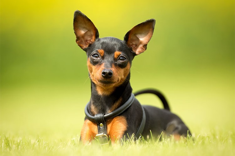tamanho pinscher 2