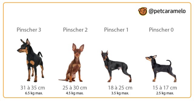 altura pinscher 2