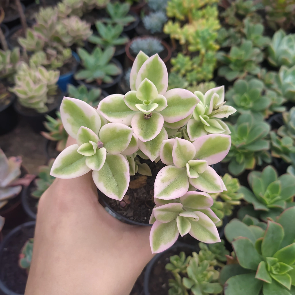 rosinha do sol sol pleno