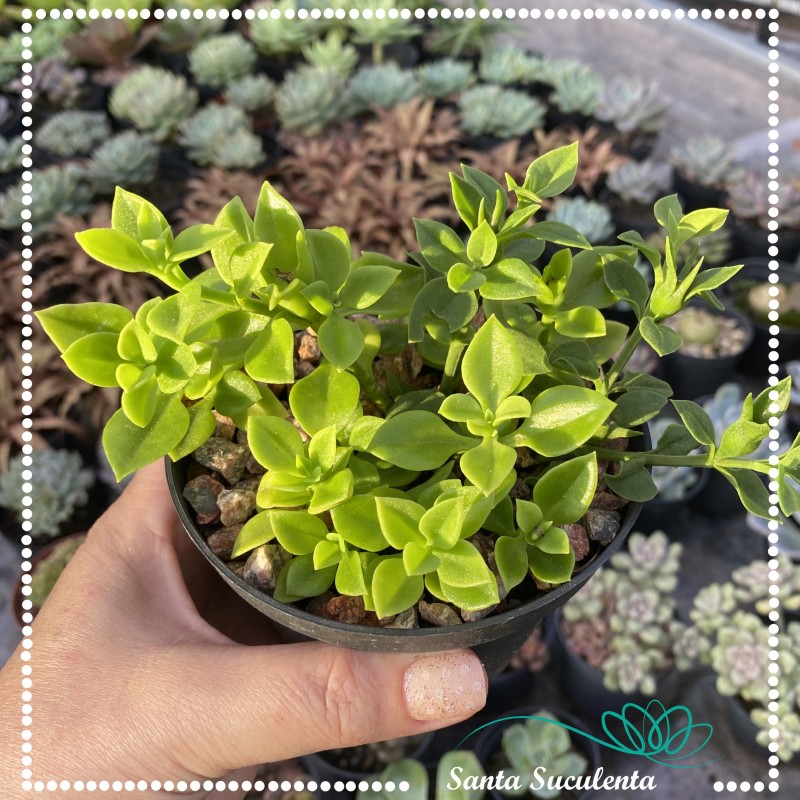 rosinha do sol propagação estacas