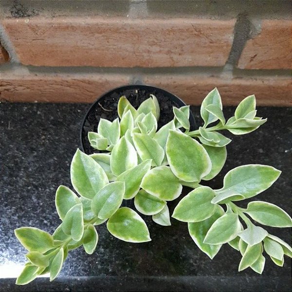 aptenia cordifolia cuidados